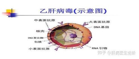 宝可梦病毒怎么传染